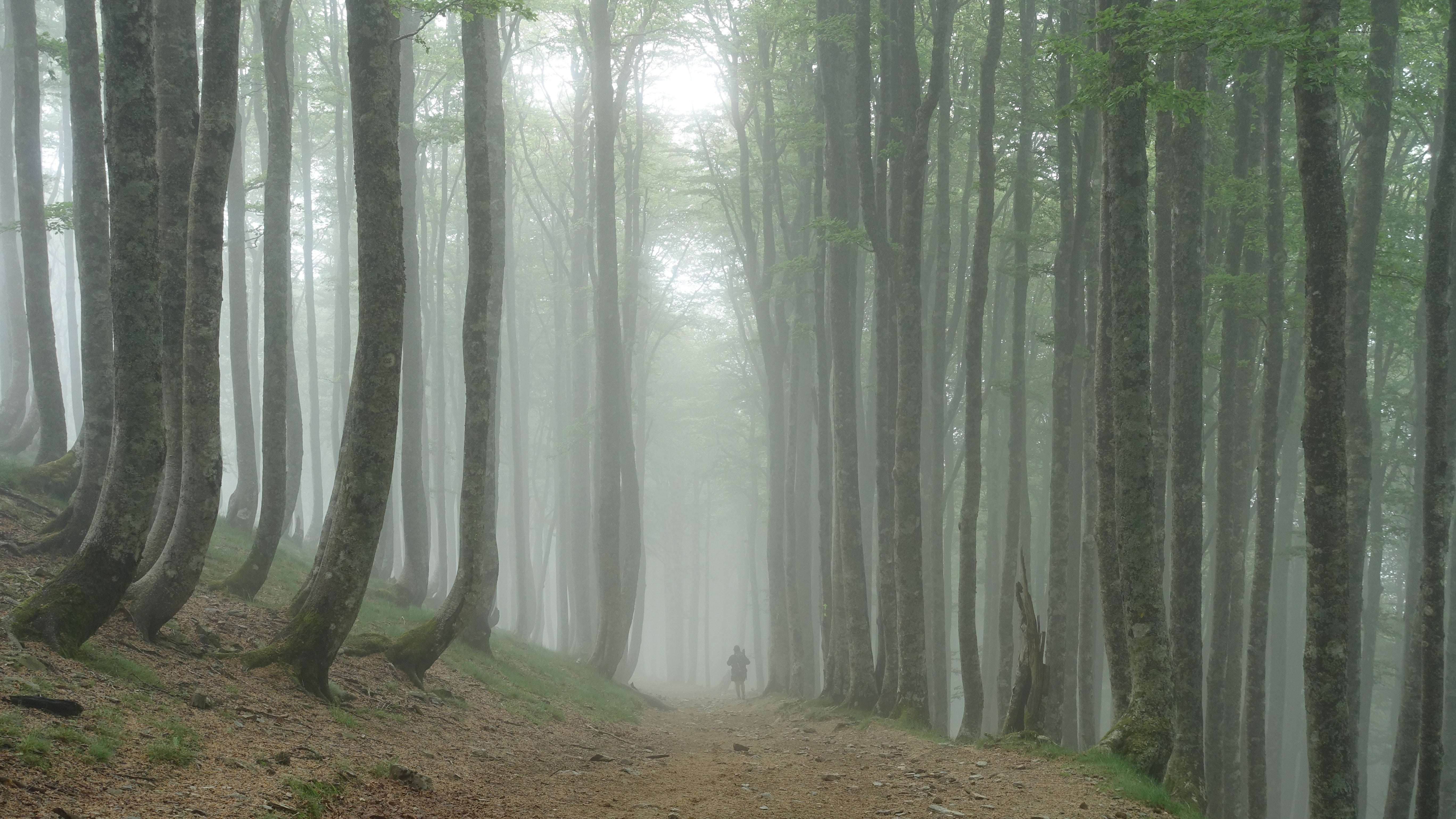 person-walking-through-forest-covered-trees-fog - PrettyKase